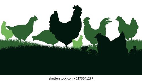 Pollos en pastos. Silueta de imagen. Mascotas de granja. Pollos domésticos para obtener huevos. Aislado sobre fondo blanco. Vector.