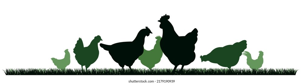 Pollos en pastos. Silueta de imagen. Mascotas de granja. Pollos domésticos para obtener huevos. Aislado sobre fondo blanco. Vector