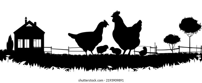 Chickens in pasture. Picture silhouette. Farm pets. Domestic poultry to get eggs. Isolated on white background. Vector.