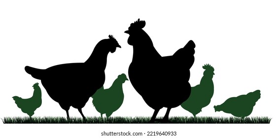 Chickens in pasture. Picture silhouette. Farm pets. Domestic poultry to get eggs. Isolated on white background. Vector.