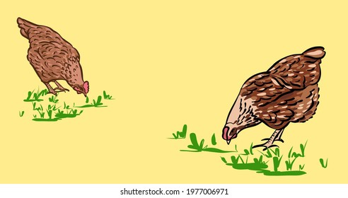 Chickens peck at the grass. Hand-drawn sketch illustration, color. The banner is horizontal, for your own design, with space for the text.