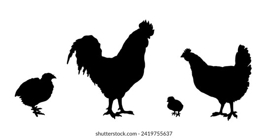 Chickens, quail silhouettes. Cock, chicken, chick. Domestic poultry egg farming. Isolated on white background. Vector illustration for farming products package, poster, banner, card design