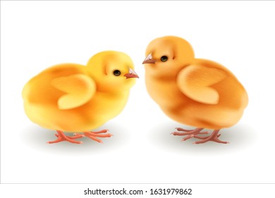 Chickens realistic style. Isolated objects on white background. Illustration of a chicks feathers beak wings paws. Vector