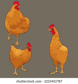 Chickens and Roosters Illustration Vector Cartoon Drawing