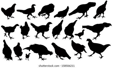 Chickens Roosters Silhouettes Vector Collage Set Stock Vector (Royalty ...