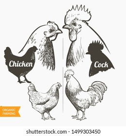 Chickens set. Hen and Rooster. Black and white silhouette and engraving sketch. Male and female chickens head. Vector vintage illustration.