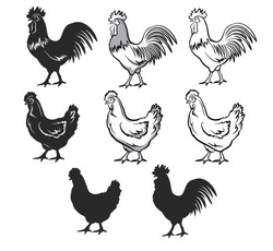 Chickens Set Vector Illustration In Black And White, Contour And Silhouettes. Hen And Rooster. Male And Female Chickens Set