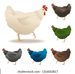 Chickens set vector illustration in Color. Brown, white, green, blue.