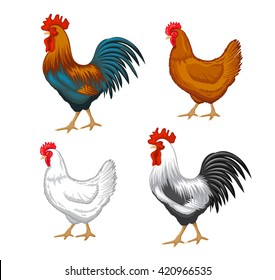 Chickens set vector illustration in Color. Brown and white Hen and Rooster. Male and female chickens set