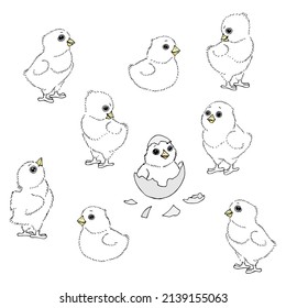 Chickens sketch vector illustration. White chicks cute cartoon isolated design elements with outline. Chicken meat production, bird breeding, Easter chickens. Poultry farm, animal husbandry