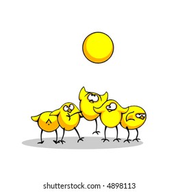 Chickens and the sun