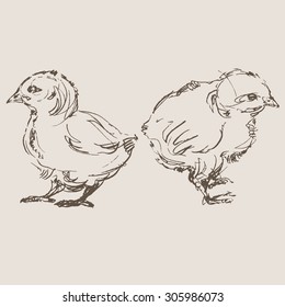 chickens vector, hand draw sketch 