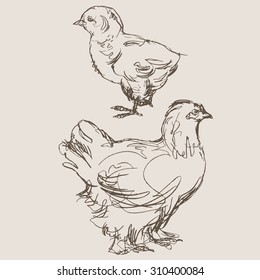 chickens vector, hand draw sketch 