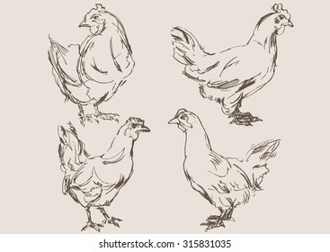 chickens vector, hand draw sketch 