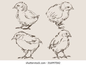 chickens vector, hand draw sketch 