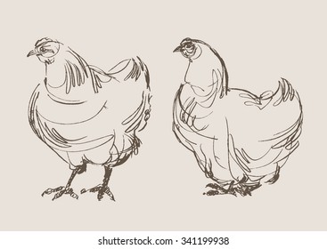chickens vector, hand drawn sketch 