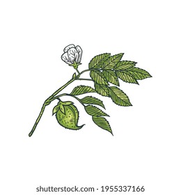 Chickpea branch with flower and seeds engraving vector illustration isolated.