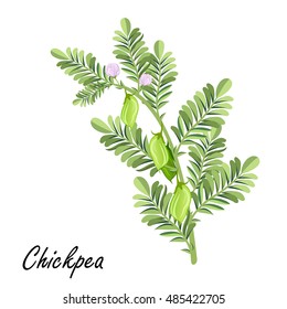 Chickpea (Cicer arietinum, Bengal gram, garbanzo bean, chick pea, Egyptian pea, ceci, Kabuli chana). Hand drawn vector illustration of chickpea plant with flowers and bean pods on white background. 