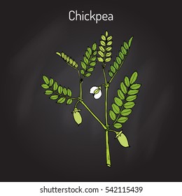 Chickpea (Cicer arietinum), or bengal gram, garbanzo bean, egyptian pea. Hand drawn botanical vector illustration