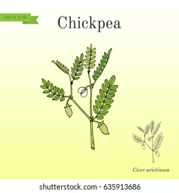 Chickpea (Cicer arietinum), or bengal gram, garbanzo bean, egyptian pea. Hand drawn botanical vector illustration