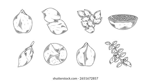 Chickpea Hand Drawn Ink Sketch Collection Vector Set Illustration