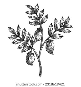 chickpea hummus plant hand drawn. food vector, raw arabic, shot vegetable, top pea, chana cooking chickpea hummus plant vector sketch. isolated black illustration