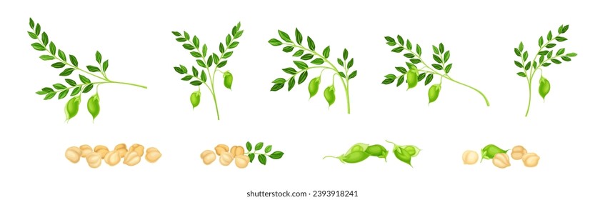 Chickpea Legume Plant with Green Stem with Pod Vector Set