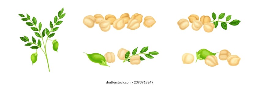 Chickpea Legume Plant with Green Stem with Pod Vector Set