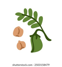 Chickpea plant, fresh natural raw food, farm fiber crop. Organic legume, green pod and beans, kernels. Healthy vegetarian eating, harvest. Flat vector illustration isolated on white background