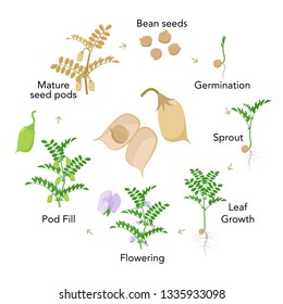 Chickpea plant growth stages infographic elements in flat design. Planting process of gram from seeds, sprout to ripe vegetable, plant life cycle isolated on white background vector stock illustration