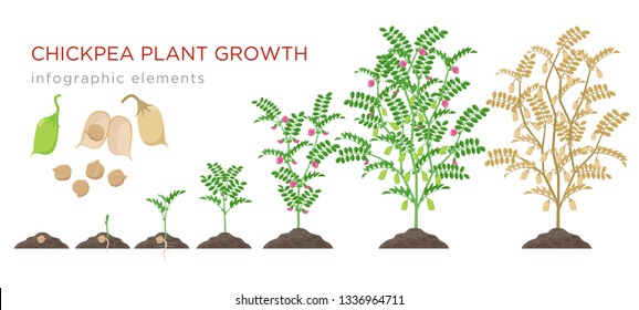 Chickpea plant growth stages infographic elements. Growing process of chickpeas from seeds, sprout to mature plant growing from soil, life cycle isolated on white background vector flat illustration.