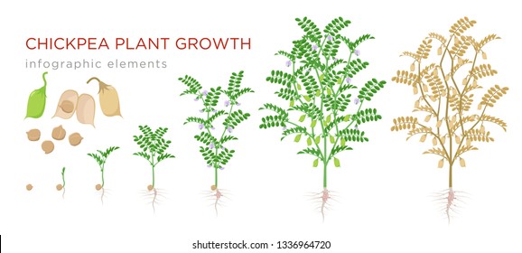 Chickpea plant growth stages infographic elements. Growing process of chickpeas from seeds, sprout to mature plant fruit-bearing with roots vector illustration life cycle isolated on white background.