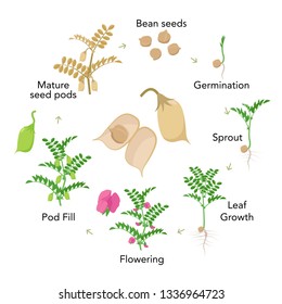 Chickpea Plant Growth Stages Infographic Elements Stock Vector (Royalty ...