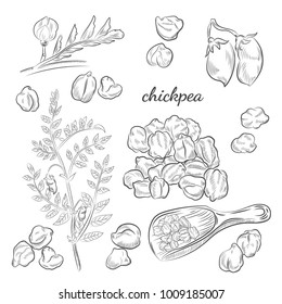 Chickpea plant hand drawn illustration. Peas, pods and blooming sketches. Scoop for chickpeas isolated on white background.