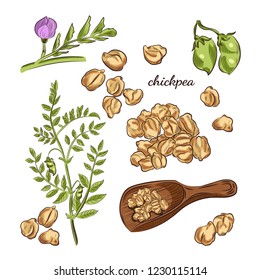 Chickpea plant hand drawn illustration. Peas, pods and blooming sketches. Scoop for chickpeas isolated on white background.
