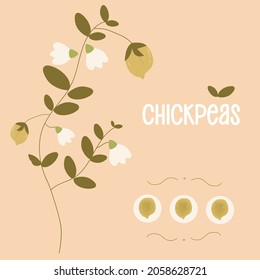 
Chickpea plant hand-drawn illustration. Chickpeas with Green Pod. Annual Legume Plant. Healthy food. Detailed vegetarian food drawing. Farm market product. For menu, label, icon. Vector Illustration.