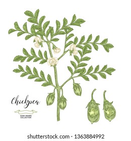 Chickpea plant isolated on white background. Chickpea flowers, pods and seeds collection. Hand drawn legumes. Vector illustration.