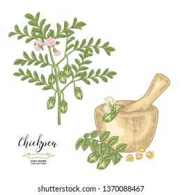 Chickpea plant isolated on white background. Chickpea pods and seeds with wooden bowl. Hand drawn legumes. Vector illustration.