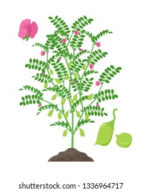 Chickpea plant vector illustration isolated on white background. Chickpea flowering and fruit-bearing plant with green pods and foliage growing in the soil botanical illustration in flat design. 