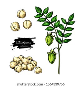 Chickpeas hand drawn vector illustration. Isolated Vegetable object. Nuts and plant. Detailed vegetarian food drawing. Farm market product. Great for menu, label, icon