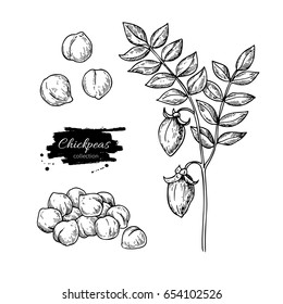 Chickpeas hand drawn vector illustration. Isolated Vegetable engraved style object. Detailed vegetarian food drawing. Farm market product. Great for menu, label, icon