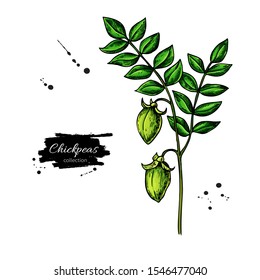 Chickpeas plant hand drawn vector illustration. Isolated Vegetable object. Detailed vegetarian food drawing. Farm market product. Great for menu, label, icon