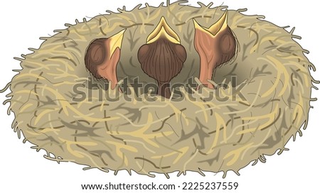Chicks in Bird Nest Vector Illustration