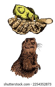 Chicks in hand and squirrel set on white isolated,vector color  elements