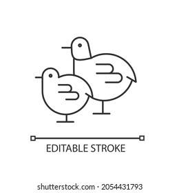 Chicks linear icon. Small fluffy newborn birds. Yellow baby chicken. Livestock husbandry. Thin line customizable illustration. Contour symbol. Vector isolated outline drawing. Editable stroke