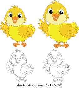 chicks on the white background