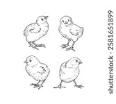 Chicks vector black and white illustration set hand drawn with ink. Cute fluffy baby chicken graphic sketch.