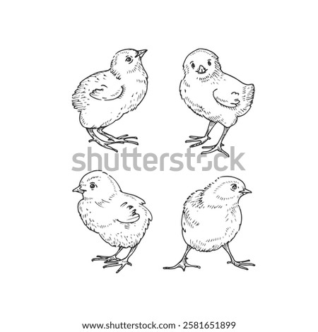 Chicks vector black and white illustration set hand drawn with ink. Cute fluffy baby chicken graphic sketch.
