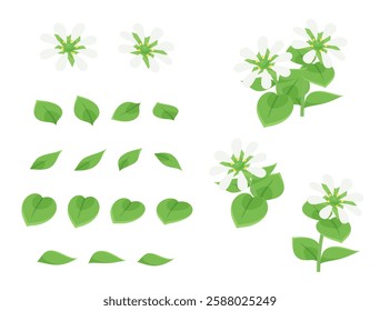 Chickweed flower and leaf illustration material set