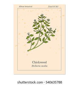 Chickweed (Stellaria media) or chickenwort, craches, maruns, winterweed - medicinal, culinary and honey plant. Hand drawn botanical vector illustration